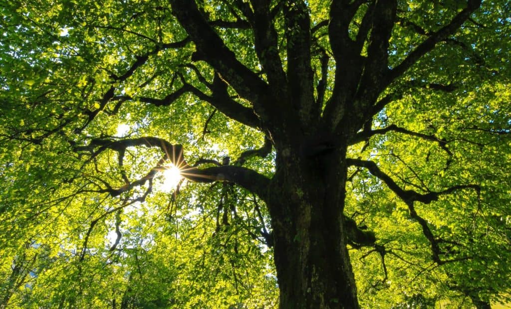 Backlit Tree