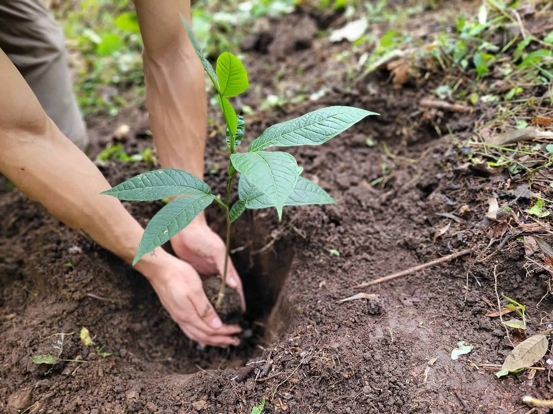 How Much It Costs to Plant a Tree in the Tropics