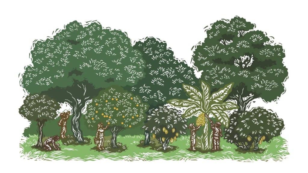 Regenerative Agroforestry Illustration