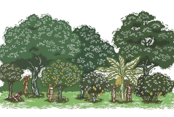 Regenerative Agroforestry Illustration