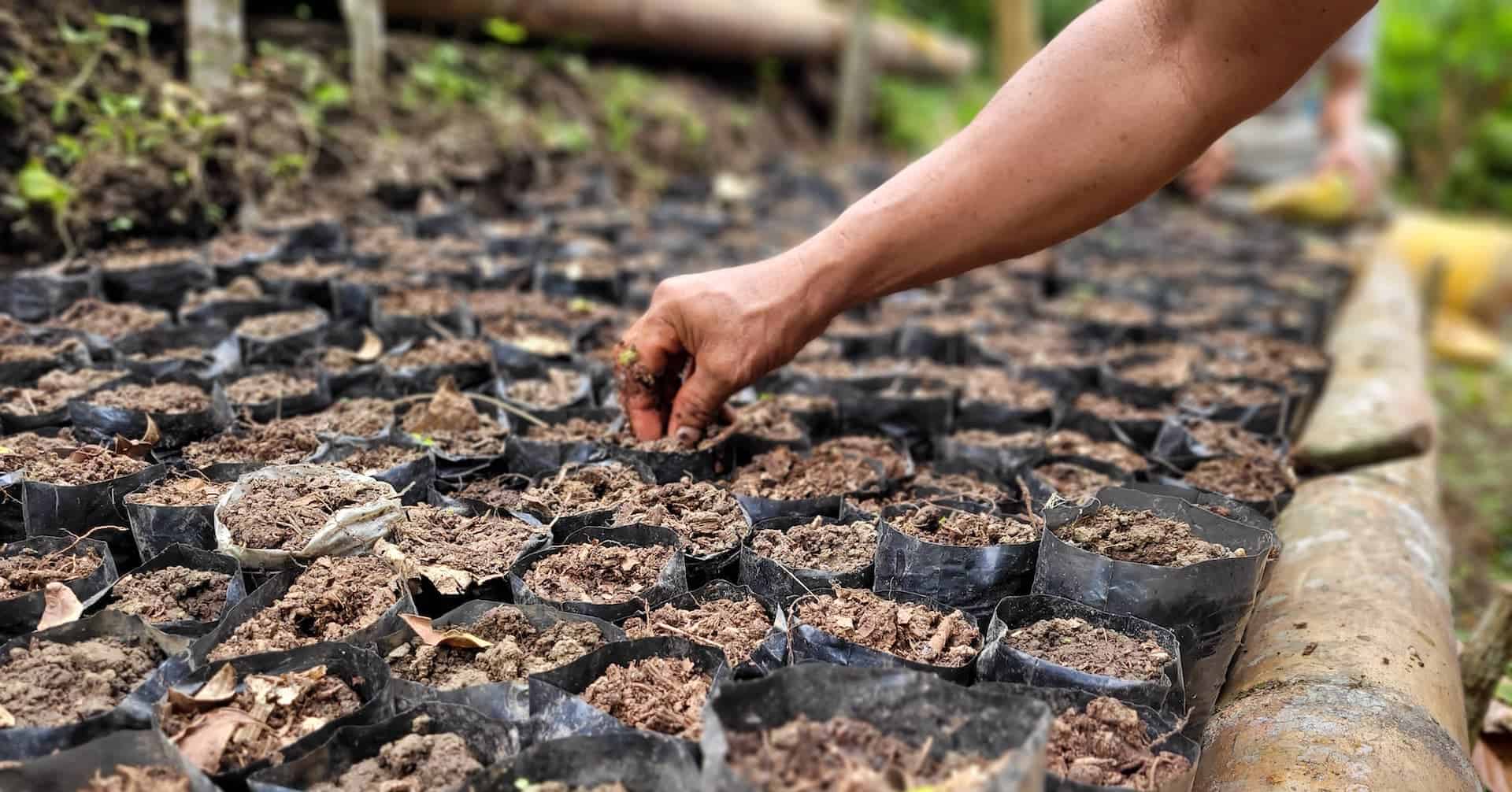 Why Paying Farmers for Reforestation is a Game-Changer