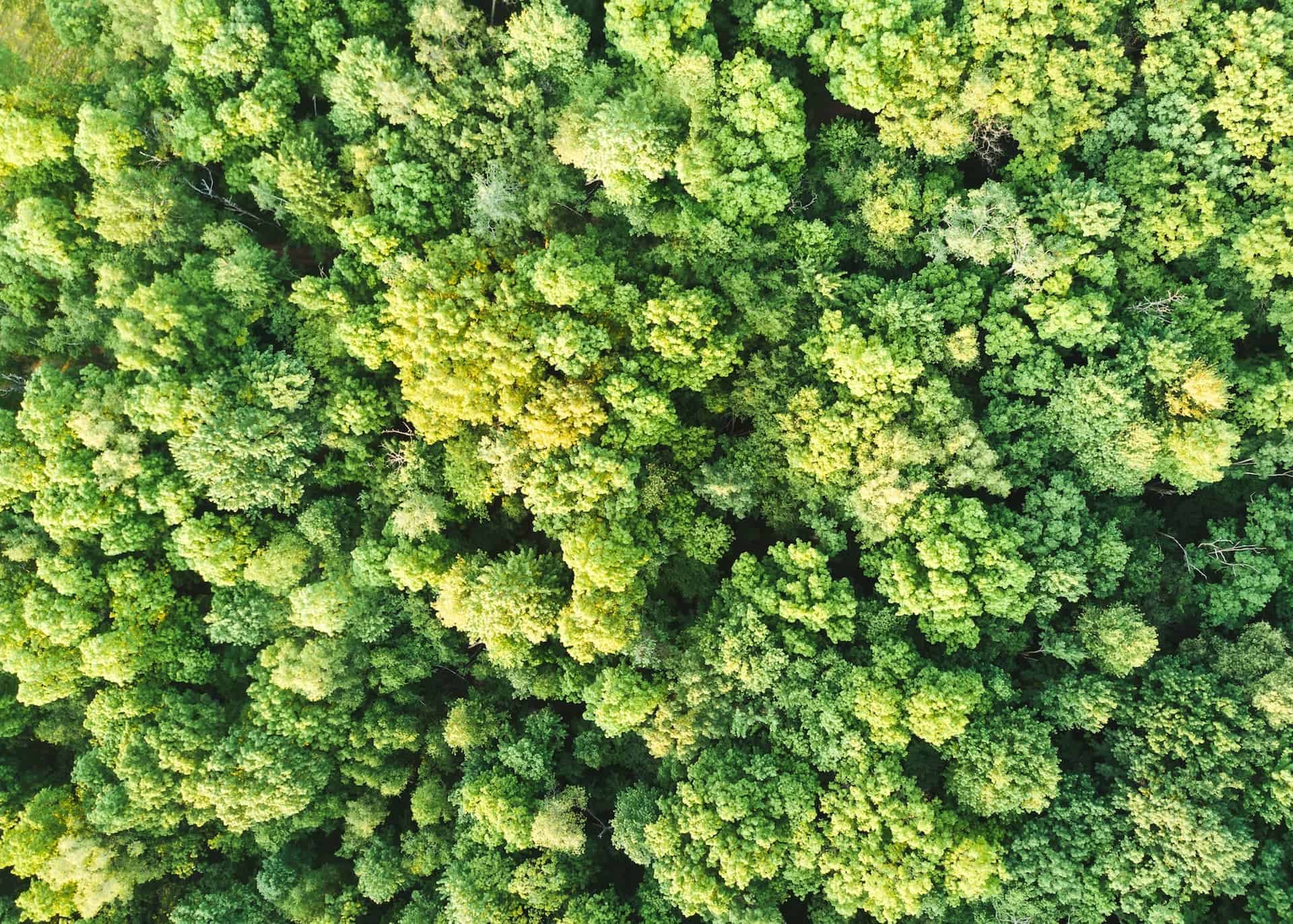 What Is “Payments for Ecosystem Services” (PES)?