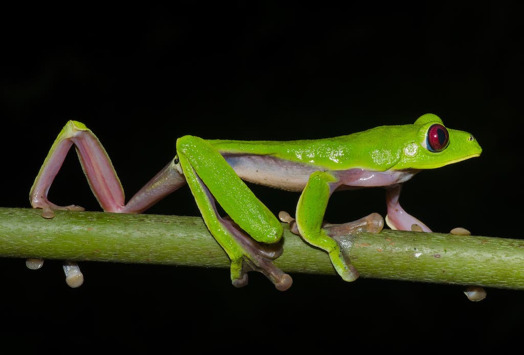 Gliding leaf frog