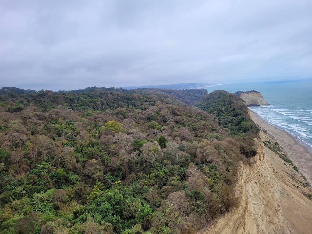 Dry forest along ocean shore