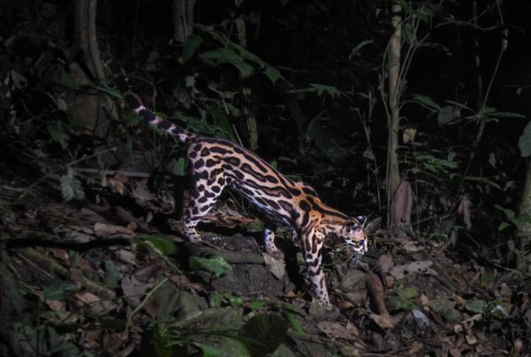 Margay walking at night in the Jama-Coaque Reserve