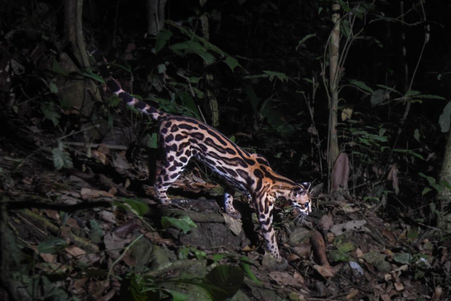 Margay walking at night in the Jama-Coaque Reserve