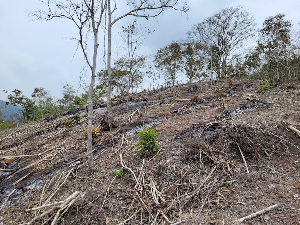 Deforested land in coastal Ecuador