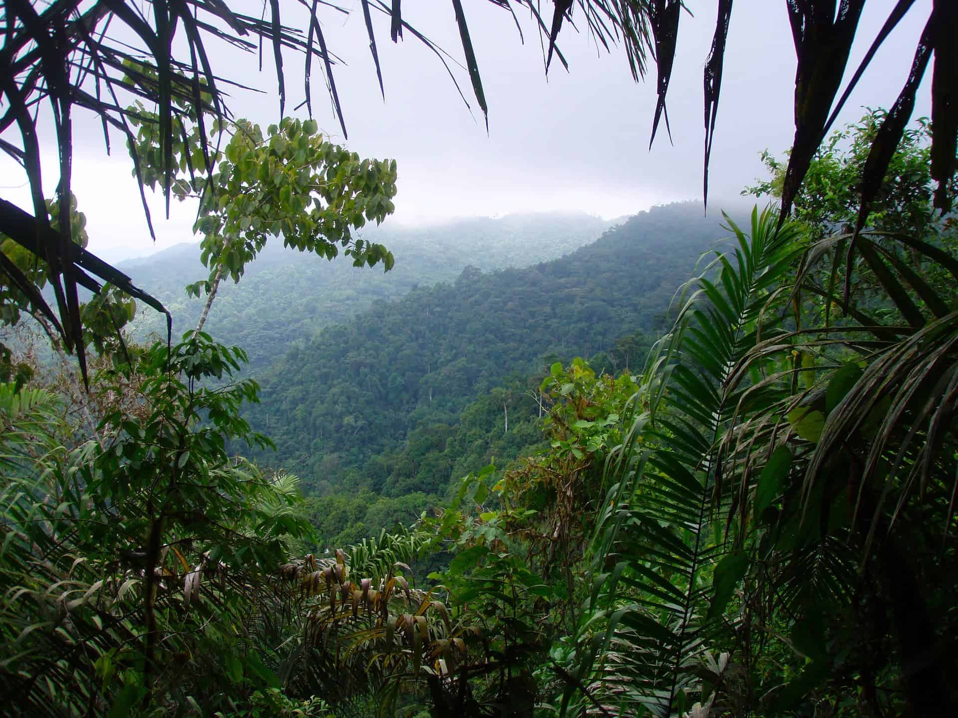 The  rainforest: The world's most important ecosystem – The  Rainforest Foundation