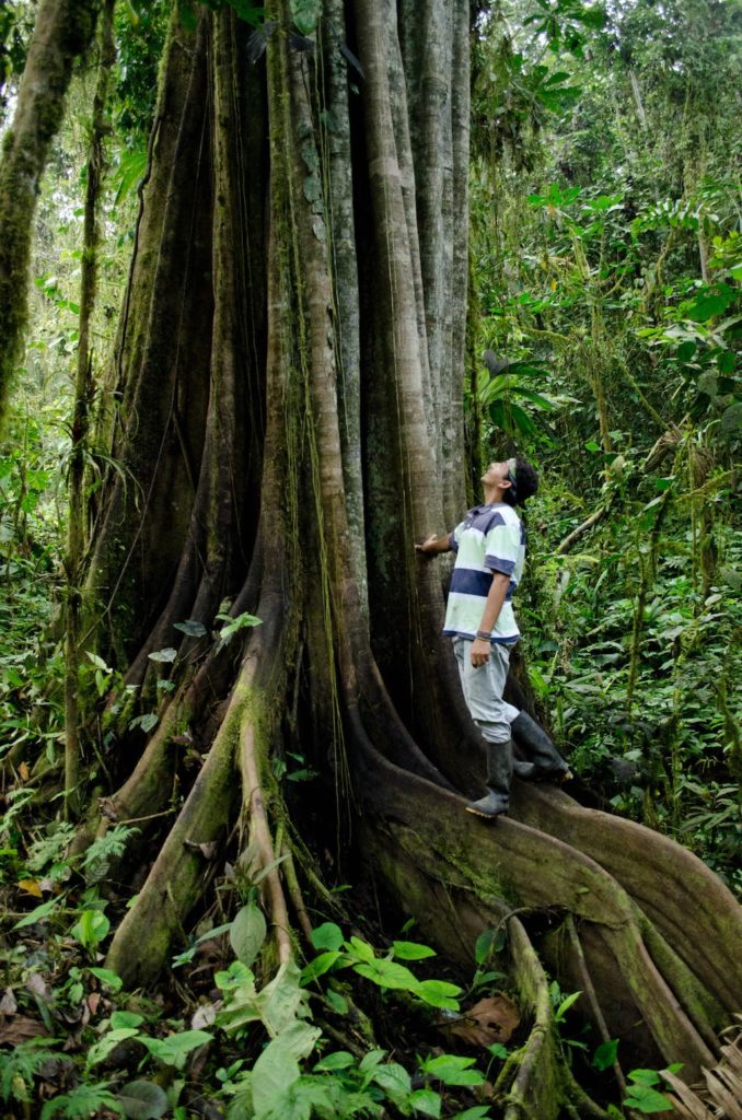 Massive canopy tree in the Jama-Coaque Reserve in the Pacific Forest of Ecuador