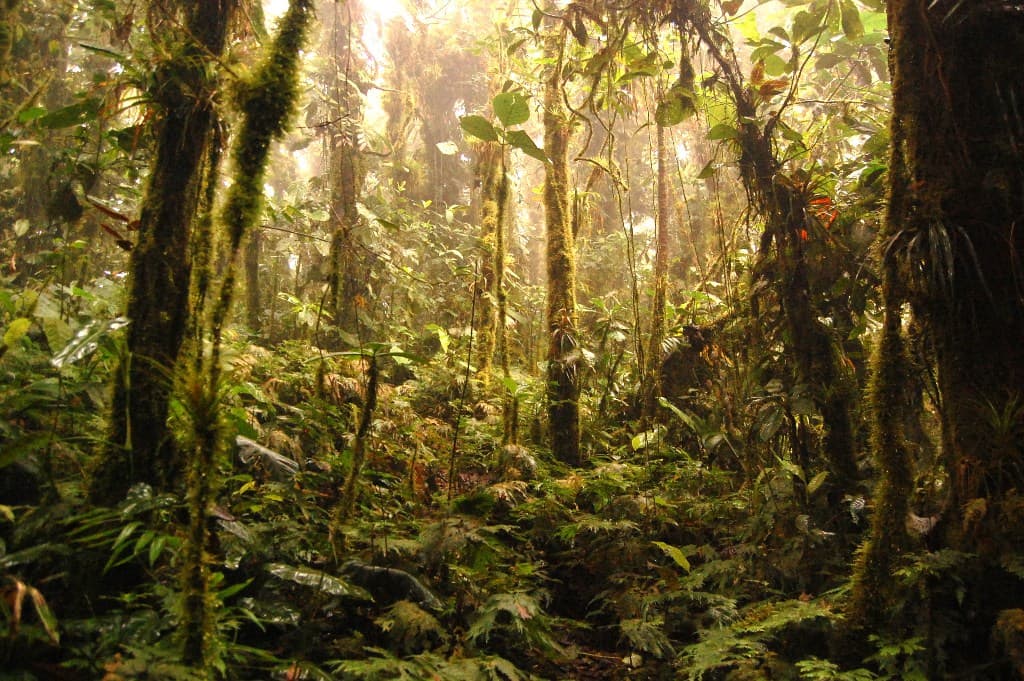 Cloud forest of the Jama-Coaque Reserve in the Pacific Forest of Ecuador