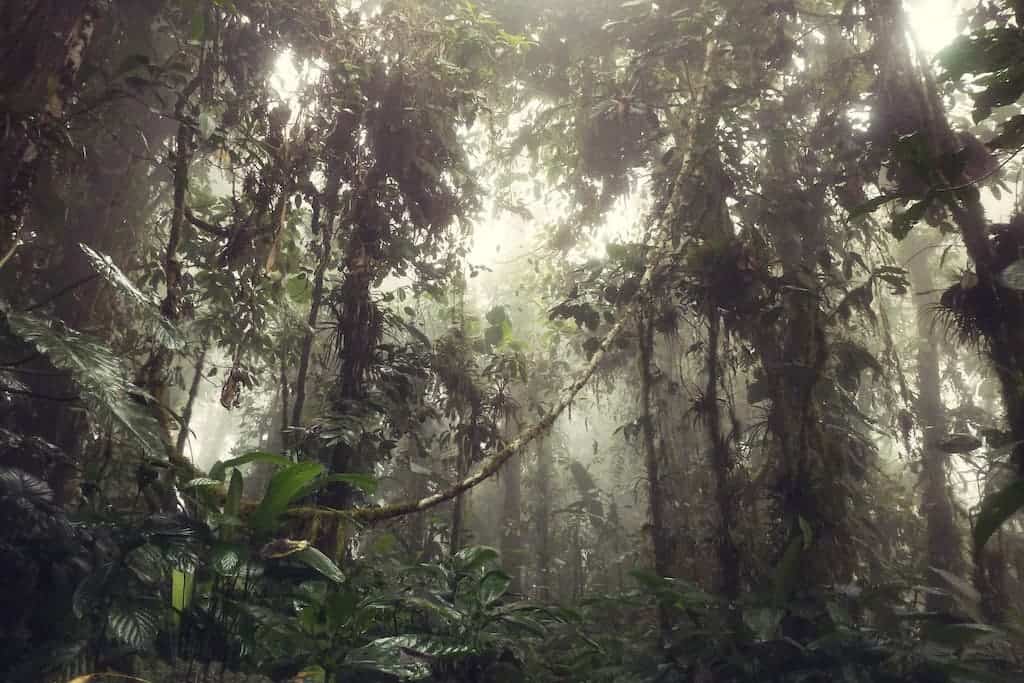 How TMA and To’ak Are Using Chocolate to Restore the Rainforest