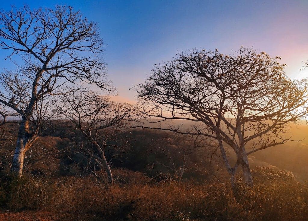 Dry forest of Pacoche, Manta