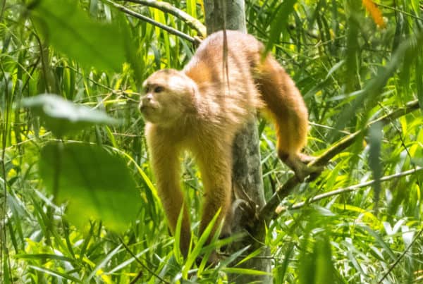 Ecuadorian White-Fronted Capuchin Monkey in Bamboo Grove in Jama-Coaque Reserve