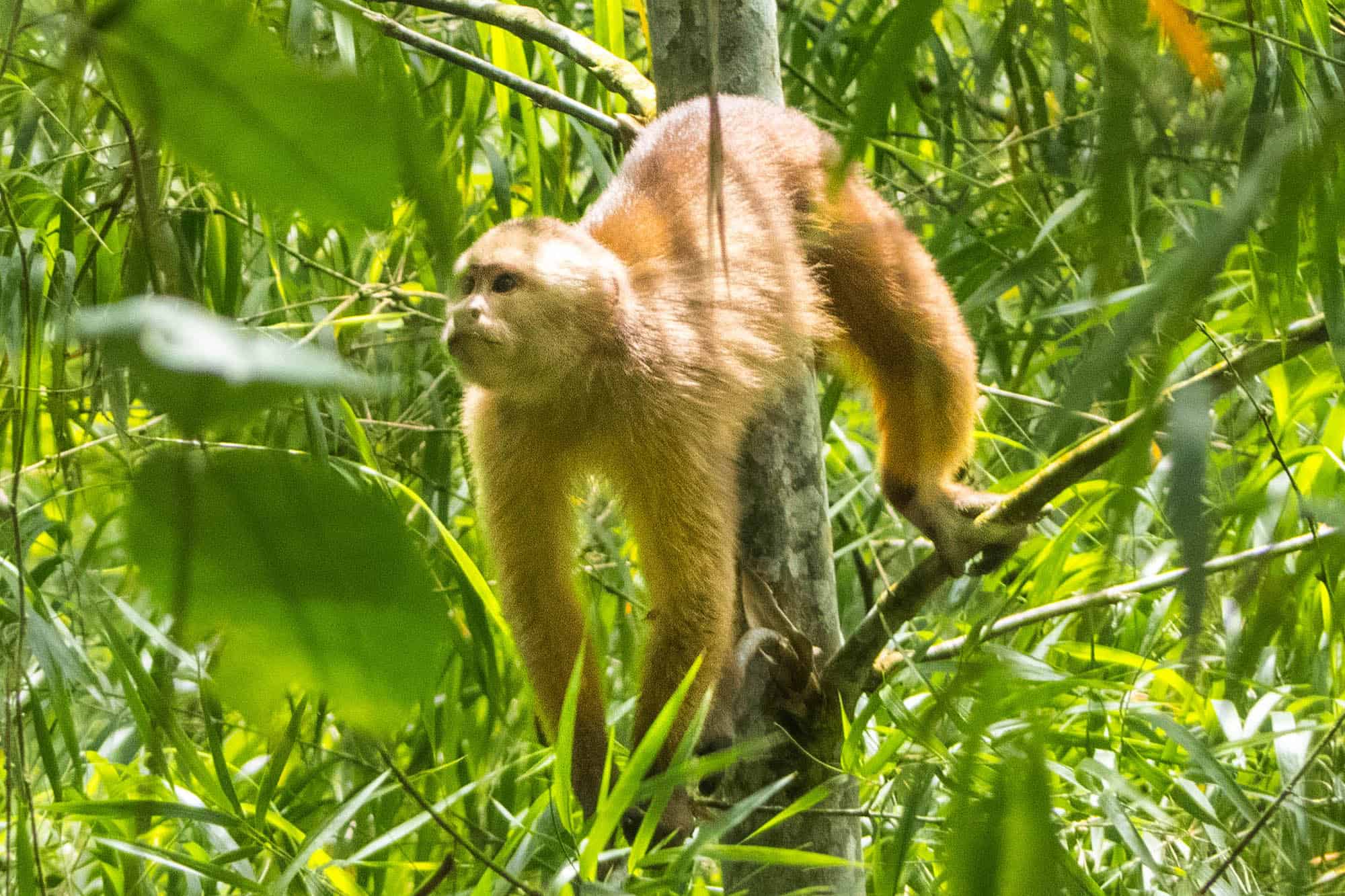 The Capuchin Corridor - TMA