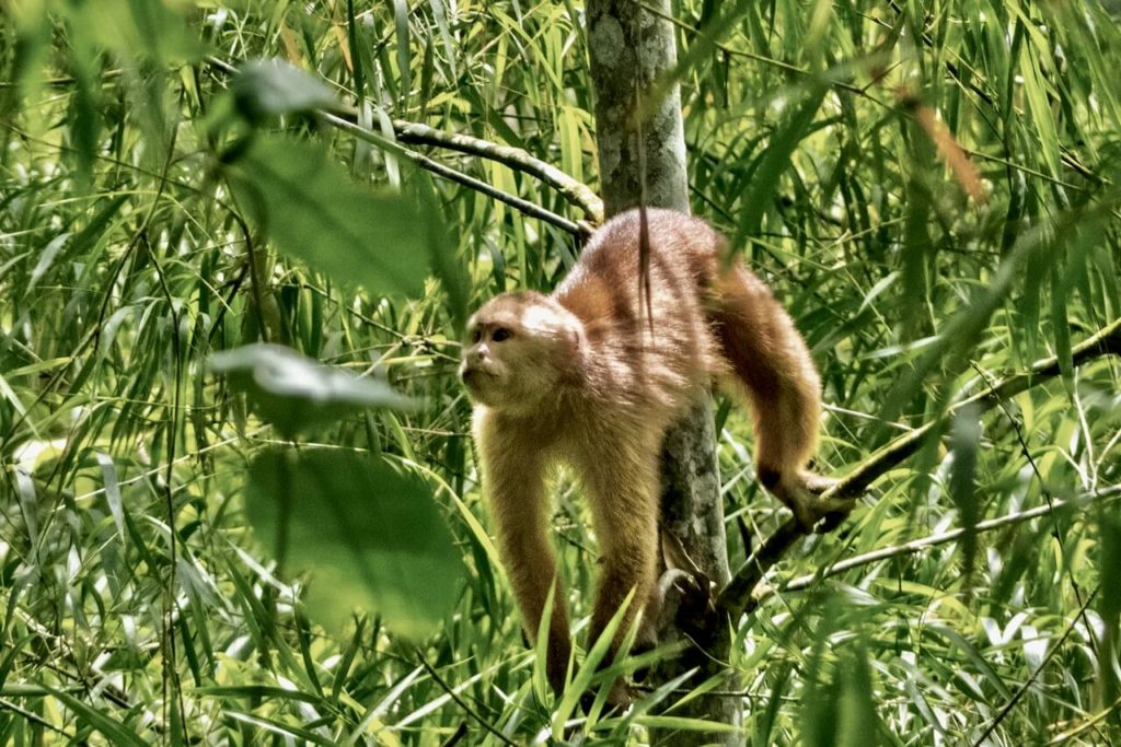 Ecuadorian capuchin monkey