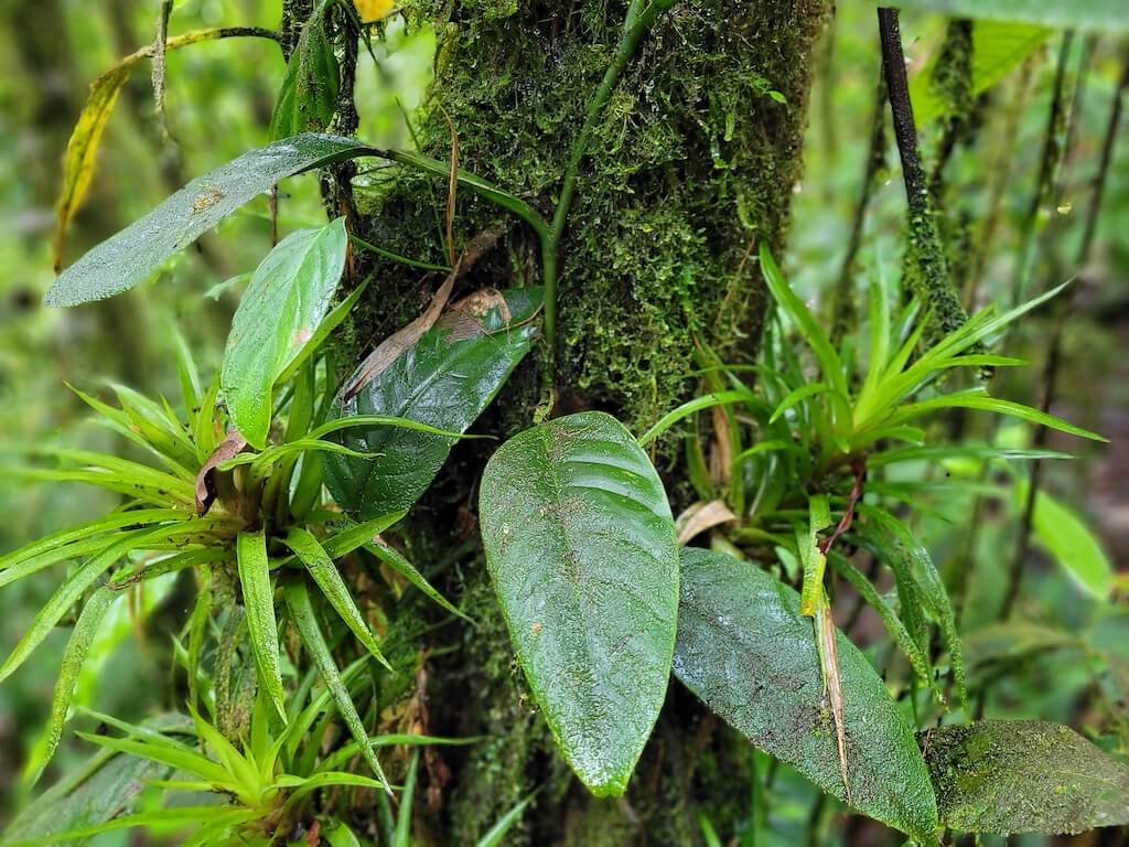 Close-up of wet moss and epiphytes on a tree trunk