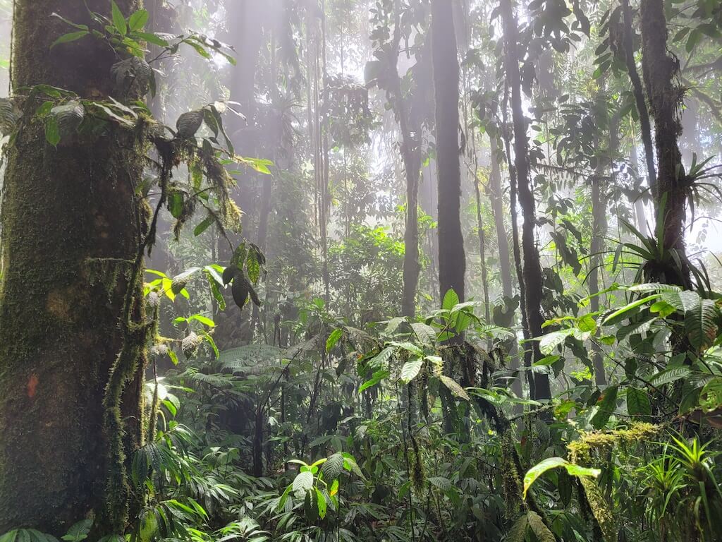 Tall tangaré tree in the PDP cloud forest