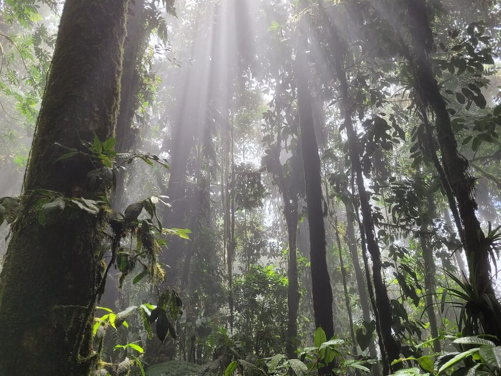 Tangaré tree in the PDP cloud forest