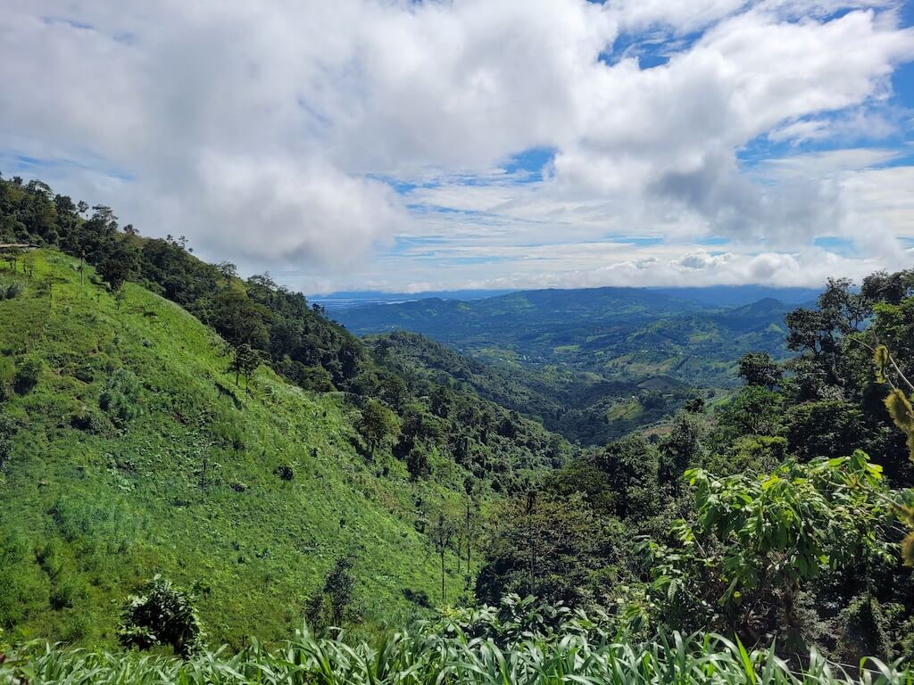 Green deforested slope