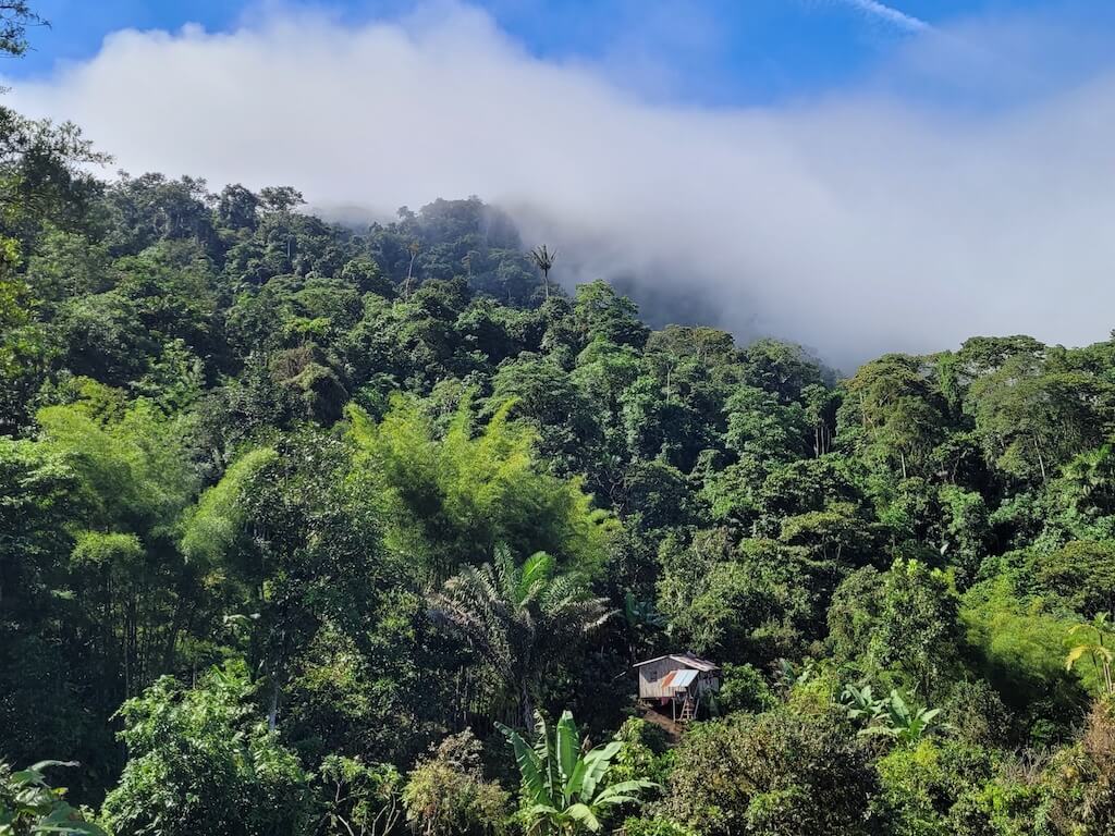 house hiding in the forest