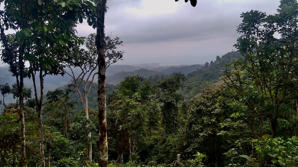 From the lowland moist forest towards the Pacific Ocean