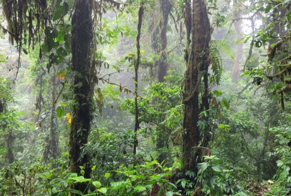 Lush lianas in the cloud forest