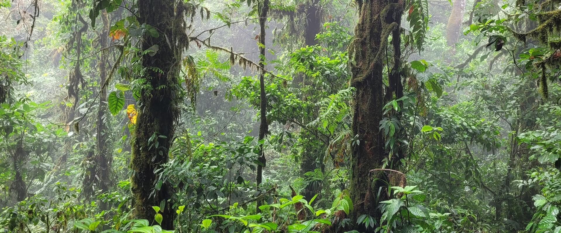 Saving the Old-Growth Cloud Forest of Cerro Pata de Pájaro