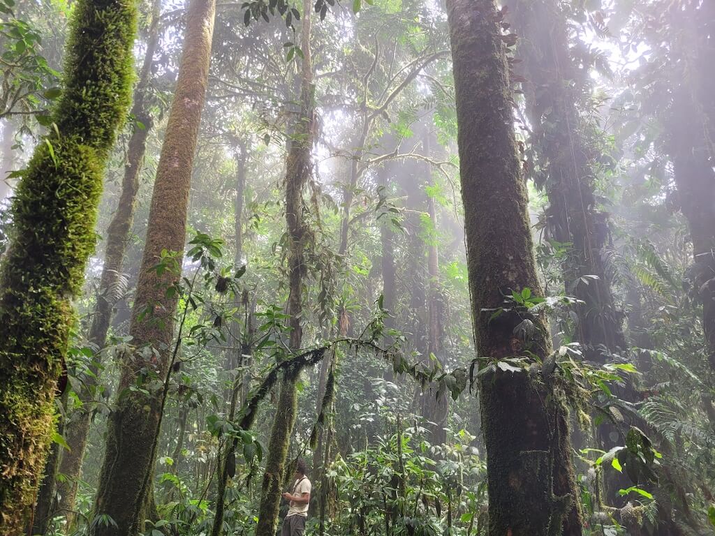 Mossy tree trunks in the cloud forest