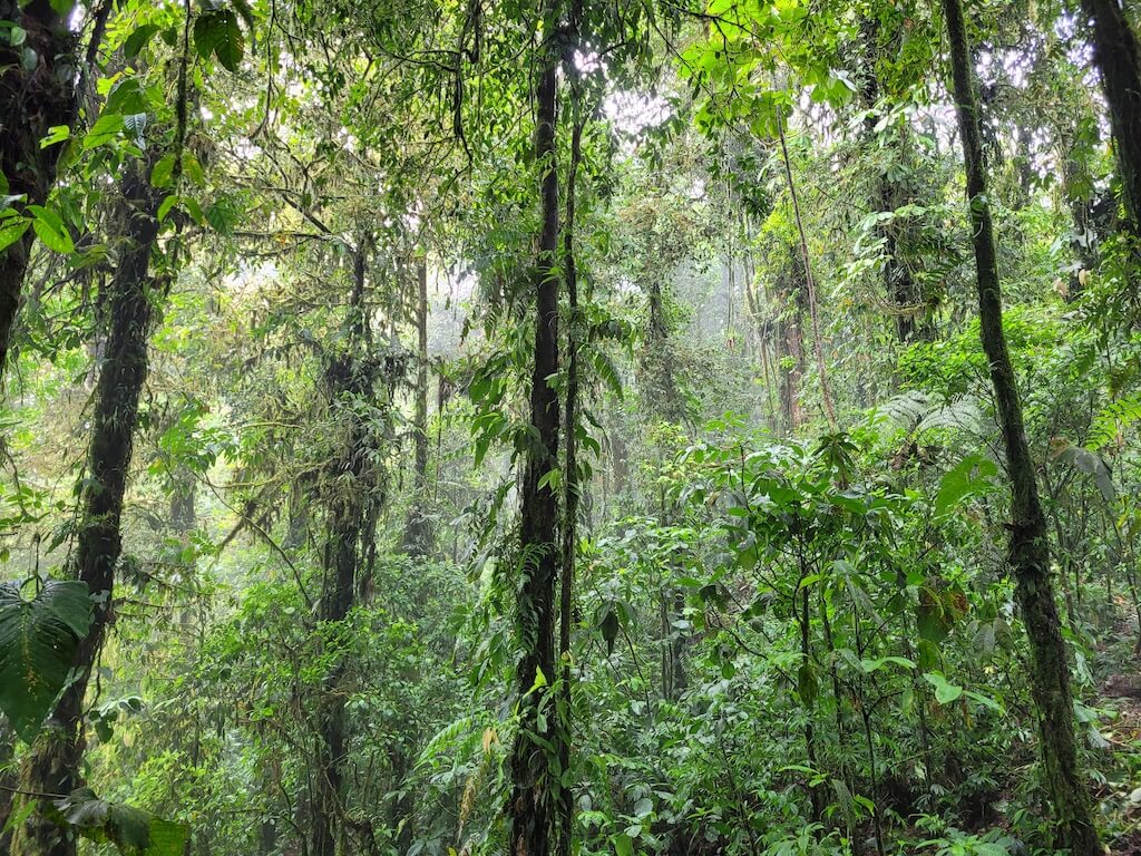 Lush green stratified cloud forest in Pata de Pajaro