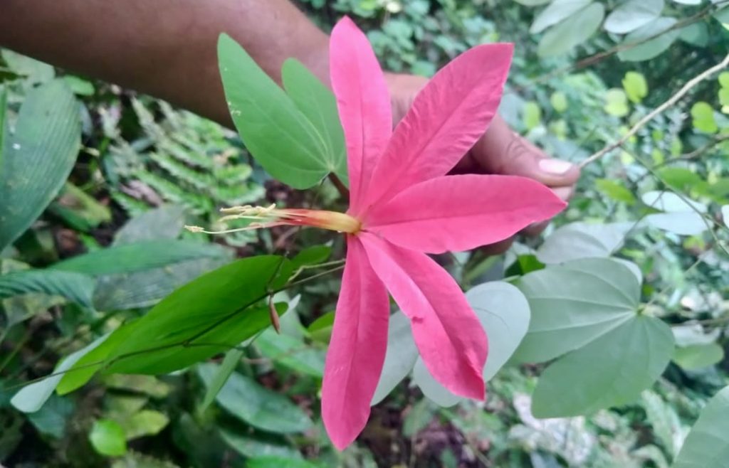 Bauhinia flower in the hands of Carlos Robles