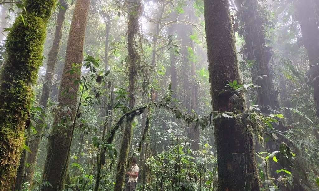 Cloud forest of the Capuchin Corridor