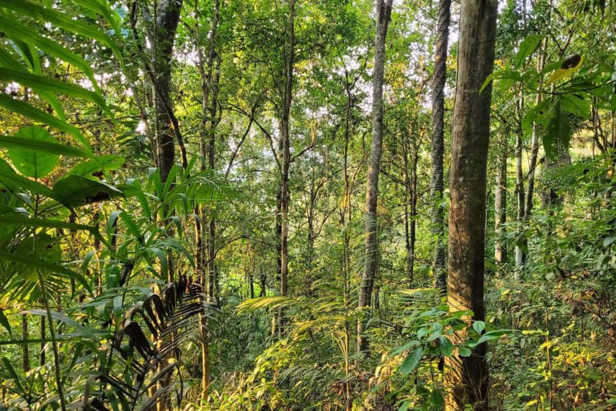Moist evergreen forest