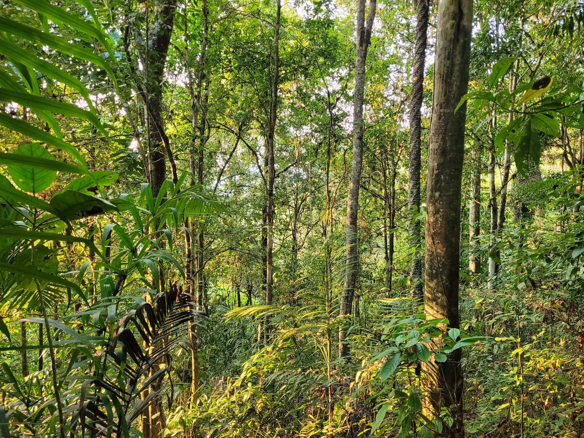 Biomass Inventory of the Capuchin Corridor in Coastal Ecuador