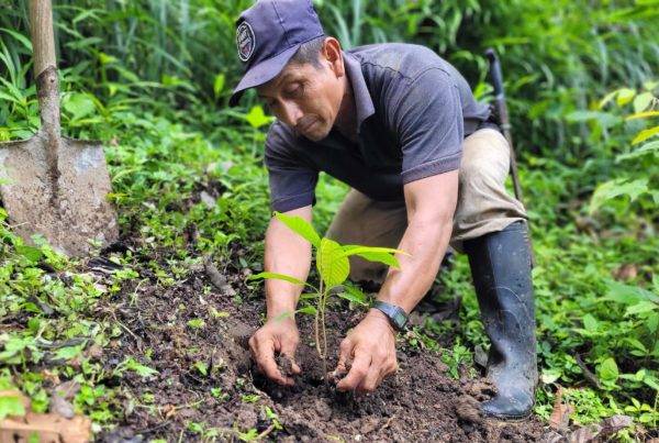 Planting a cacao seedling