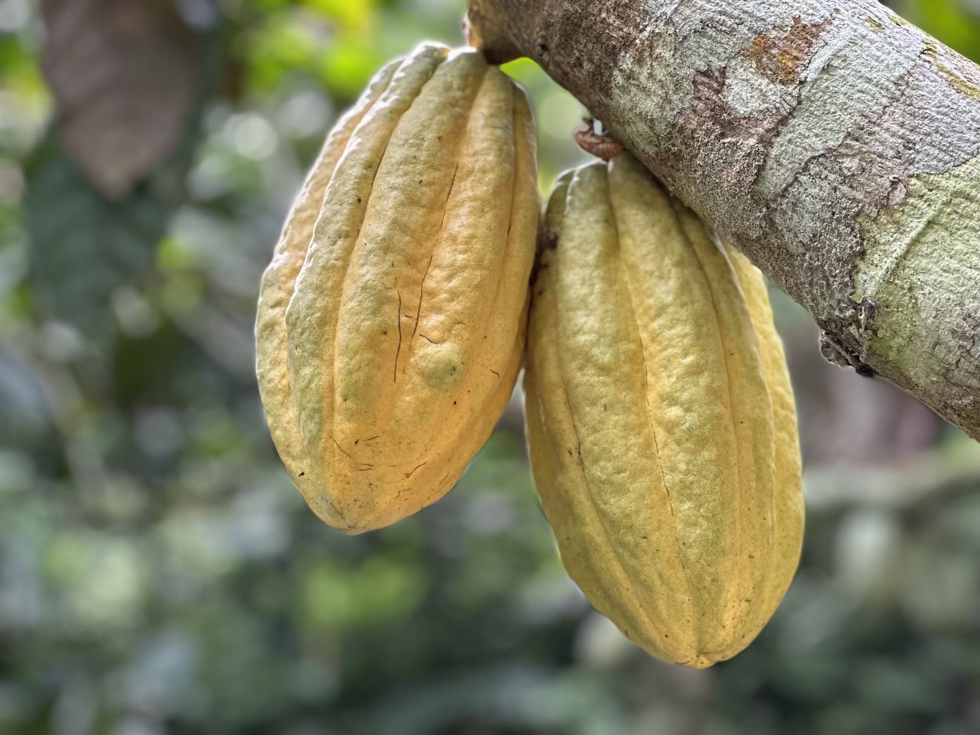 Capuchin Cacao = Regenerative Chocolate