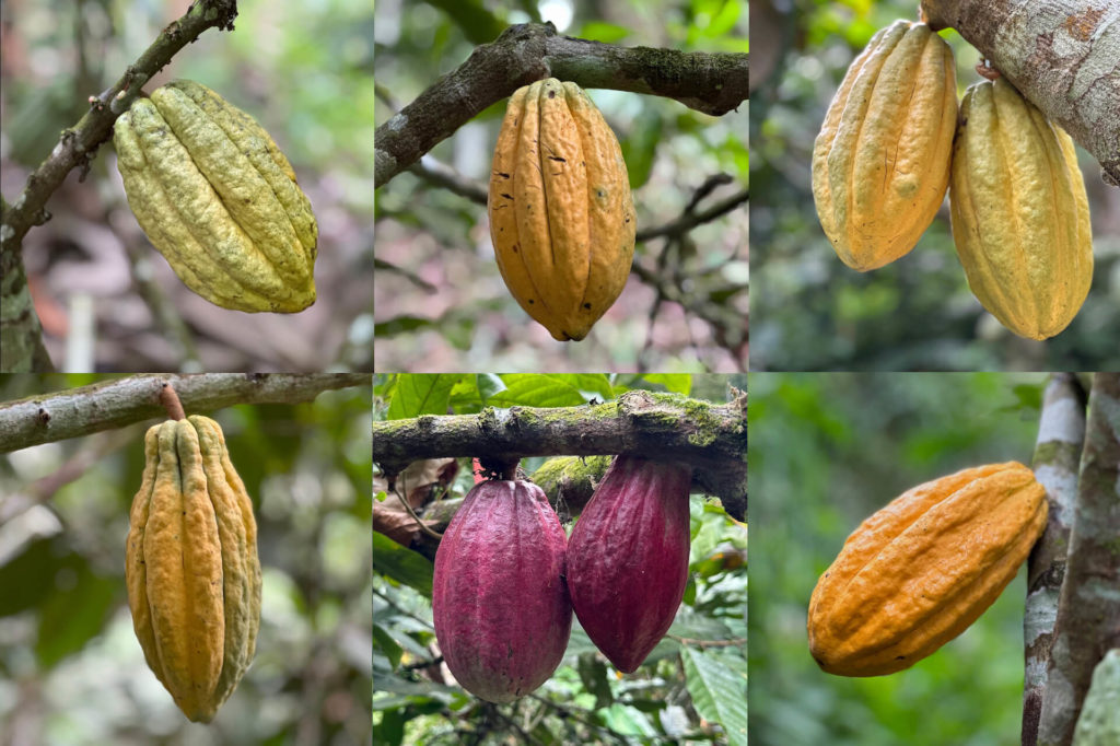 Cacao pods from 6 different trees in the Jama-Coaque Reserve