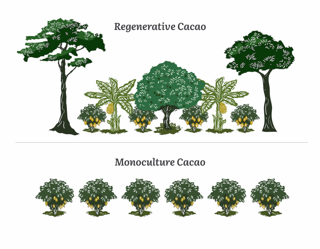 Regenerative cacao vs monoculture cacao