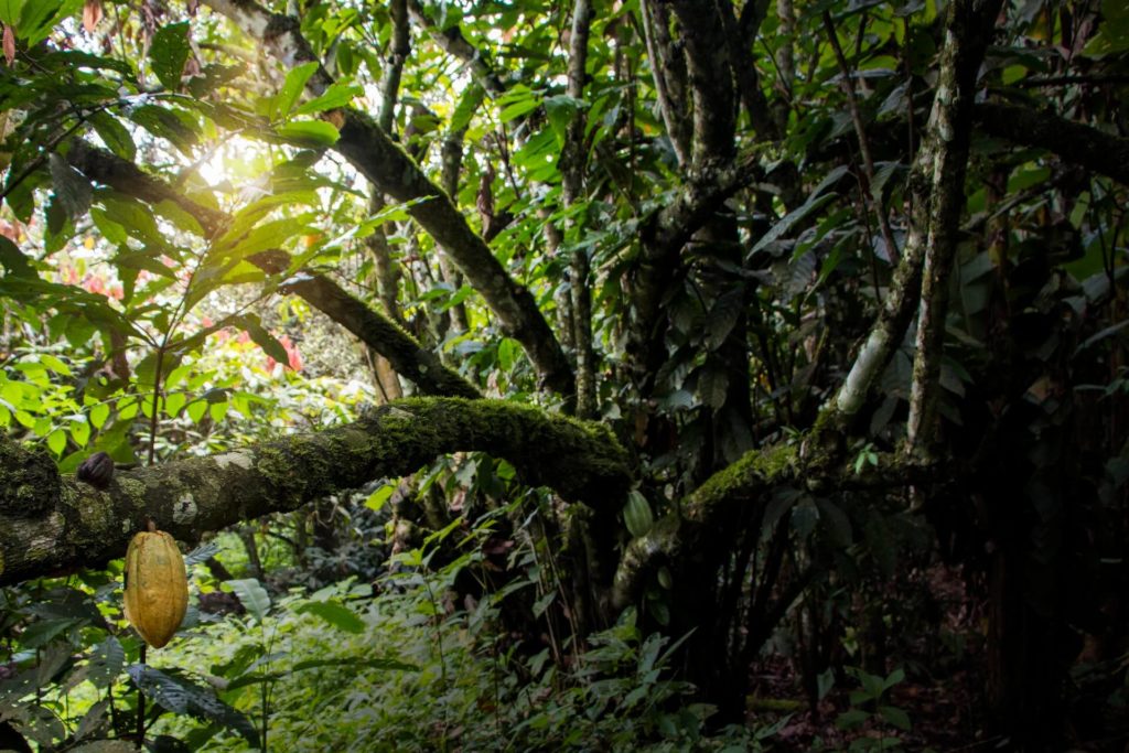 Ancient Nacional tree in PIedra de Plata