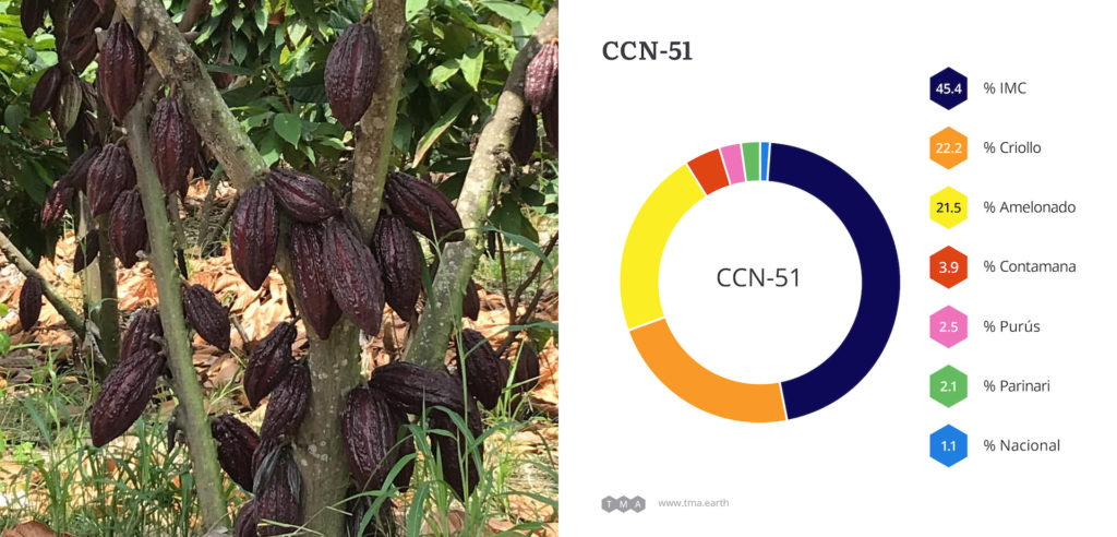 Genetic composition of CCN-51 cacap