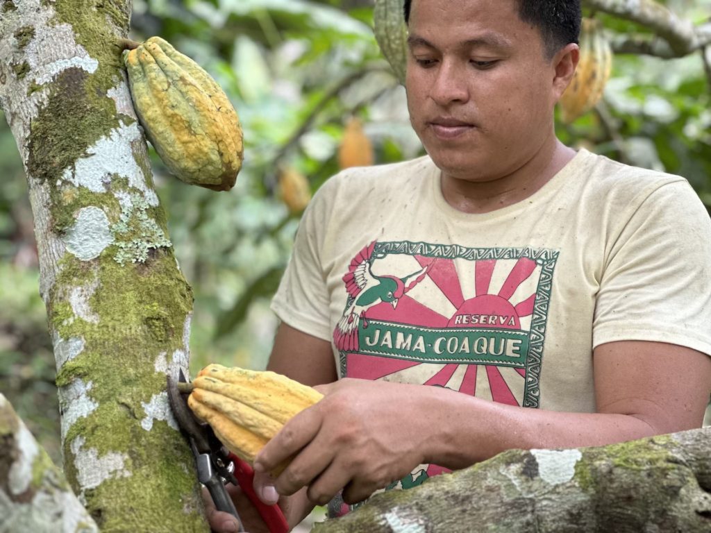 Harvesting cacao pod in the Jama-Coaque Reserve