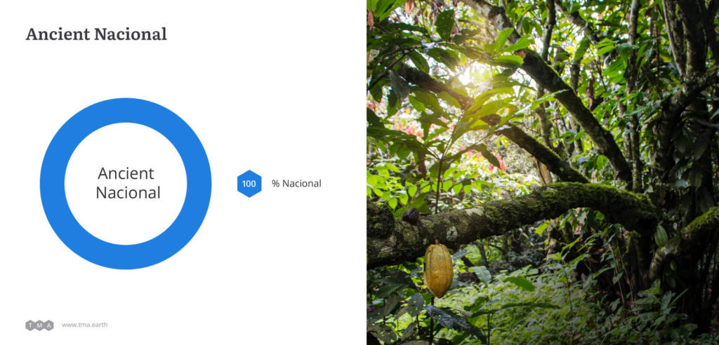 Pie chart of genetic composition of Ancient Nacional cacao.