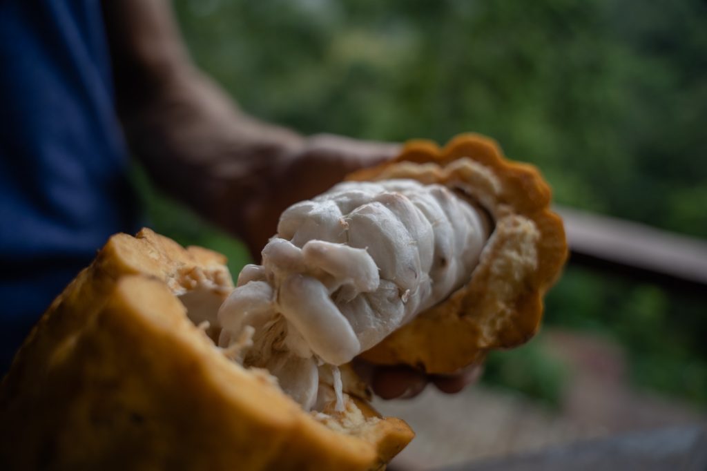 Opening a cacao pod