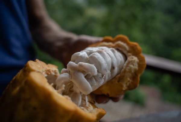 Opening a cacao pod