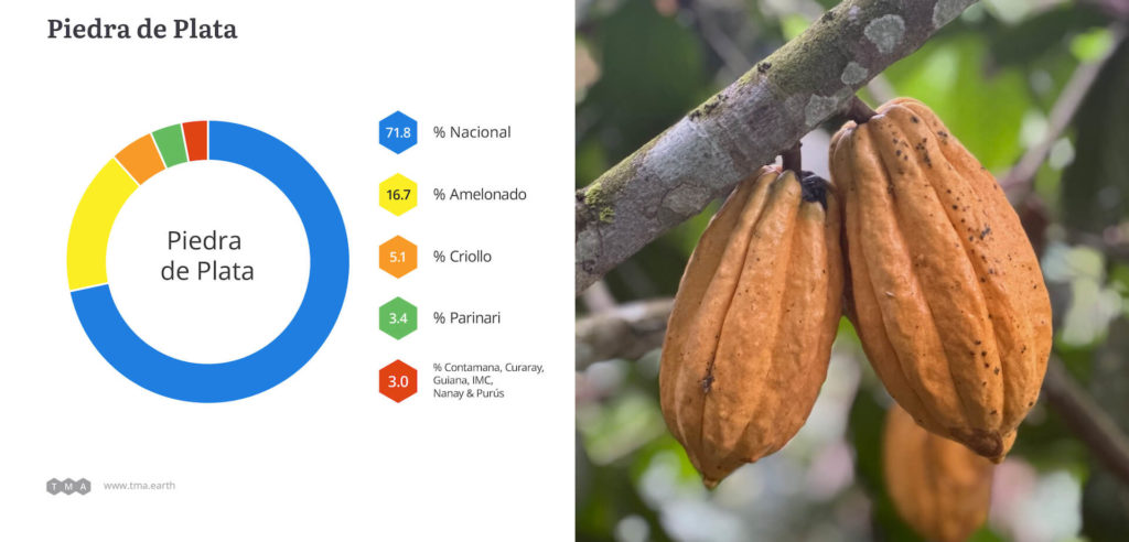 Pie chart of cacao genetics in Piedra de Plata