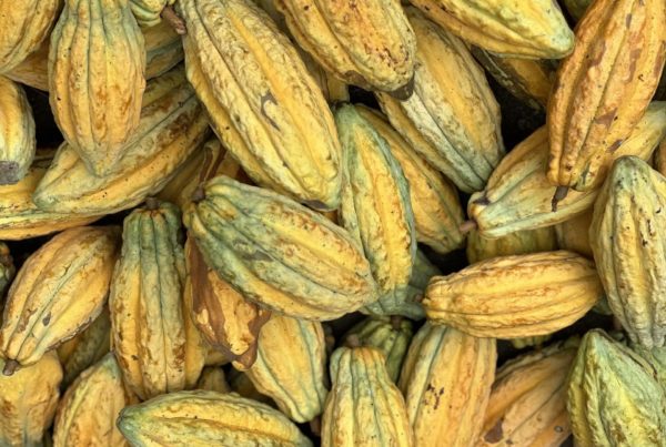 Pile of Nacional cacao pods