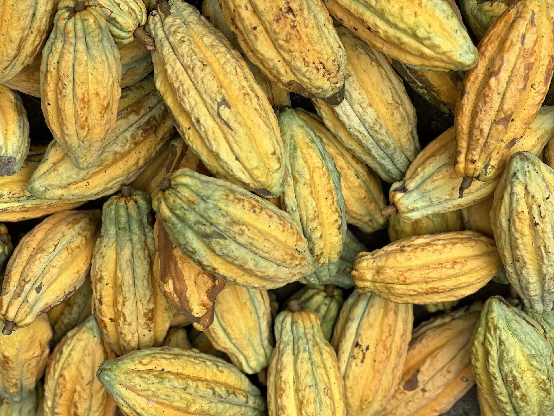 Catalogue of Cacao Cultivars in the Jama-Coaque Reserve