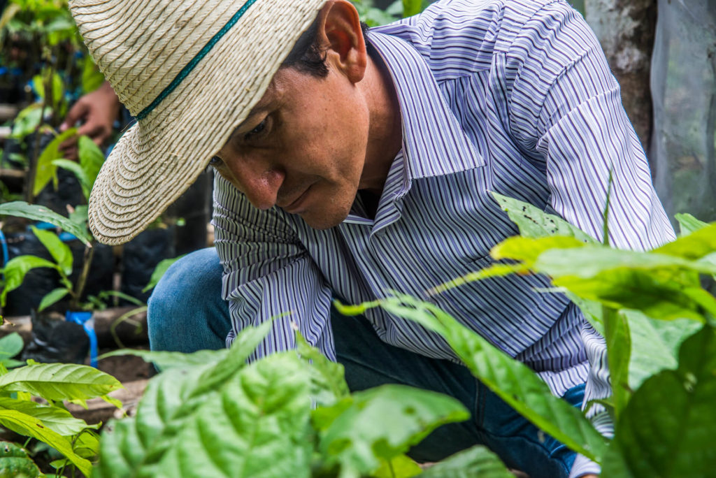 Servio Pachard observing pure Nacional cacao seedlings