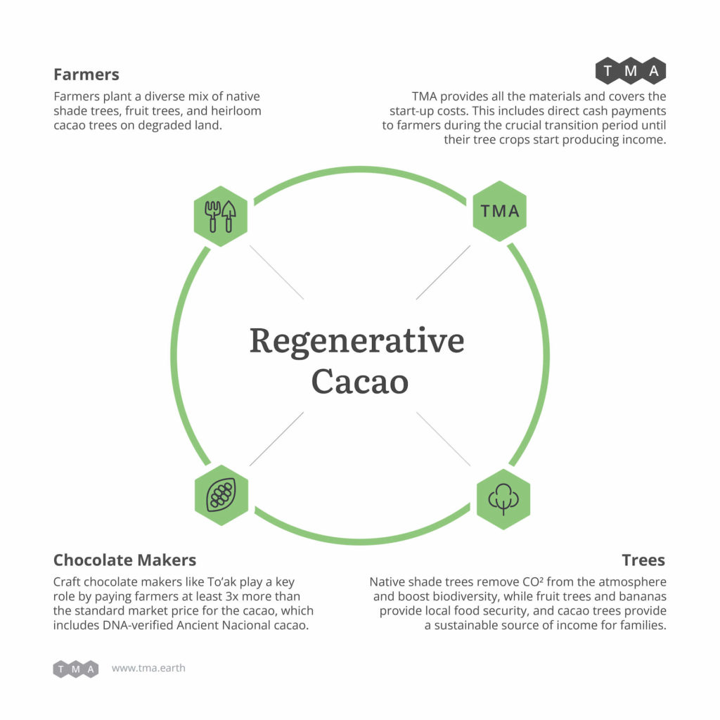 The four spokes of TMA's Regenerativee Cacao program