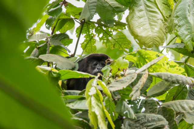 howler monkey