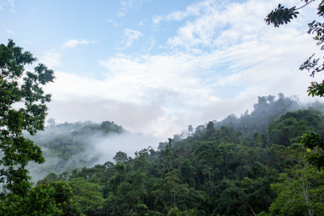 Jama-Coaque Reserve